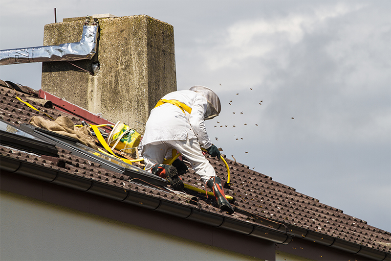 Bee Pest Control in Horsham West Sussex