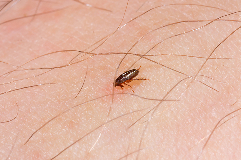 Flea Pest Control in Horsham West Sussex