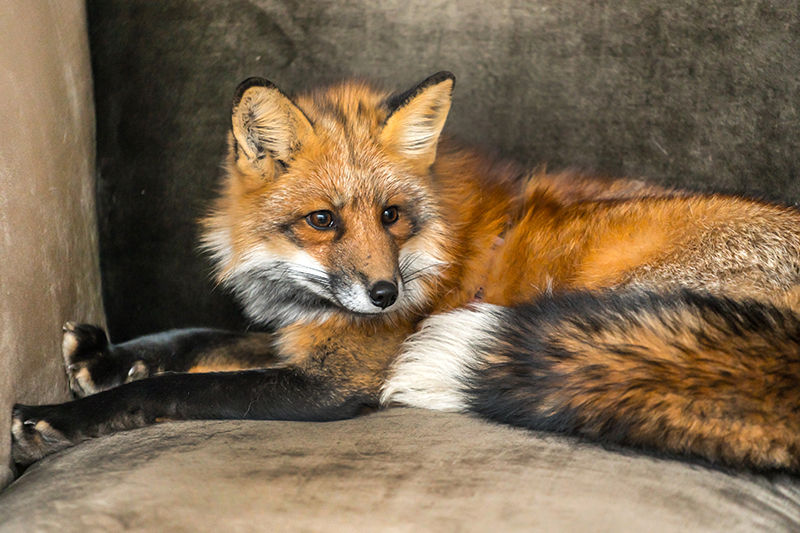 Fox Pest Control in Horsham West Sussex