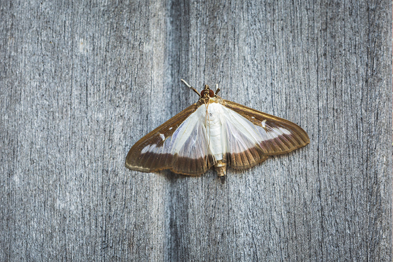Moth Pest Control in Horsham West Sussex